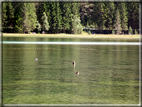 foto Lago di Dobbiaco